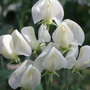 Sweet Pea Flower Seeds 🌸