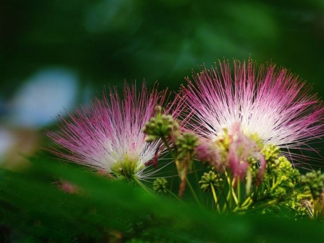 Albizia julibrissin