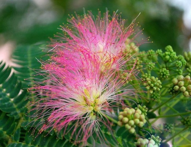 Albizia julibrissin