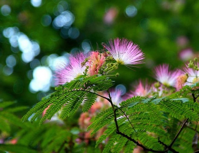 Albizia julibrissin