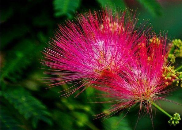 Albizia julibrissin