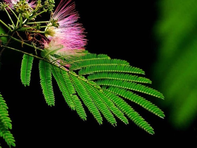Albizia julibrissin