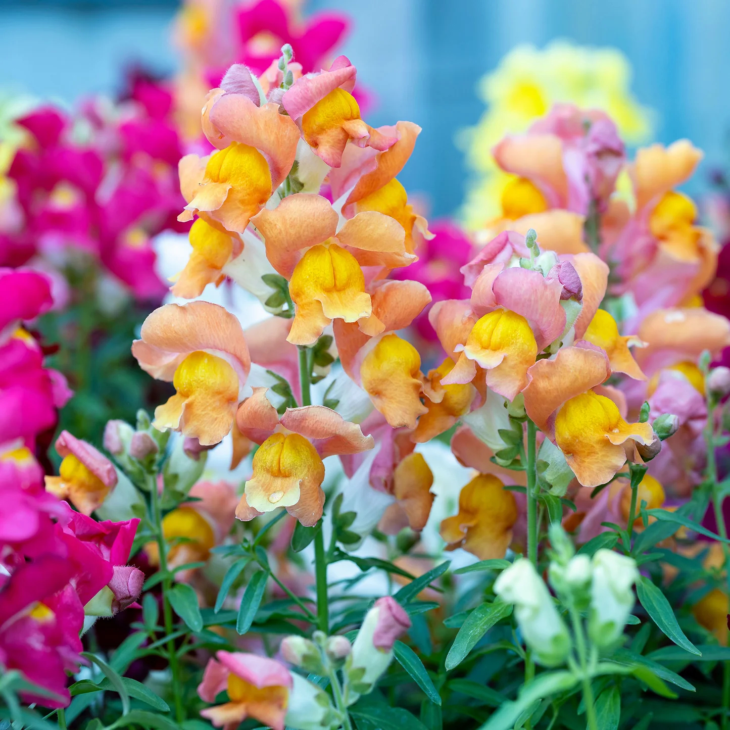 Snapdragon-Angel & Devil