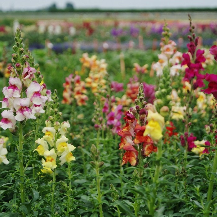 Snapdragon-Angel & Devil