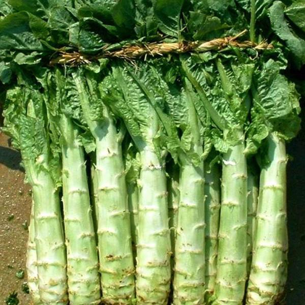 Italian Asparagus lettuce vegetable seeds-chloriseeds