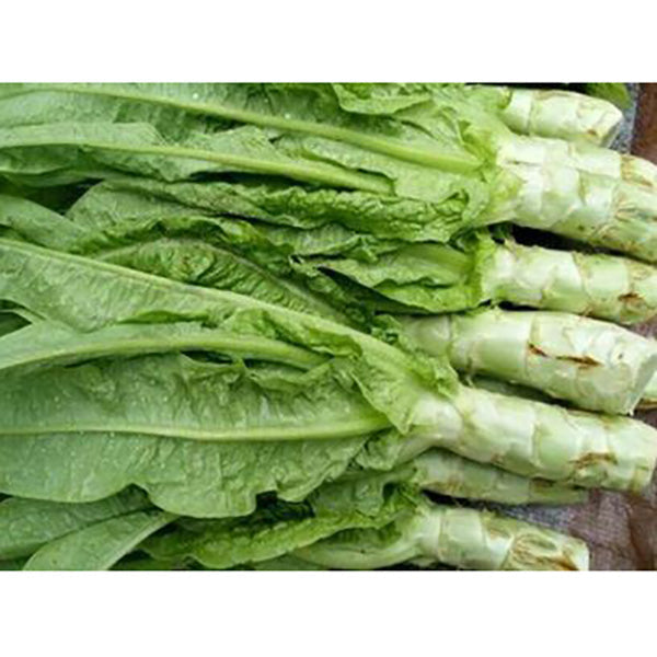Italian Asparagus lettuce vegetable seeds-chloriseeds