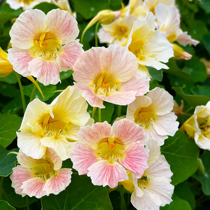 Nasturtium Seeds- Mixed Colors