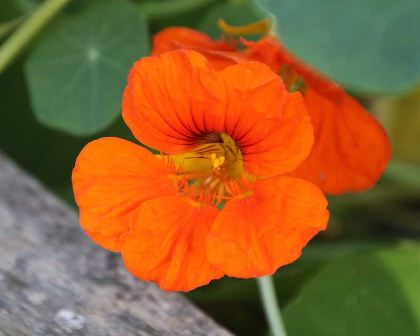 TROPAEOLUM MAJUS NANUM SINGLE MIX-chloriseeds