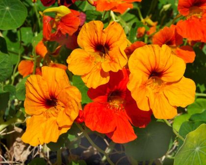 TROPAEOLUM MAJUS NANUM SINGLE MIX-chloriseeds