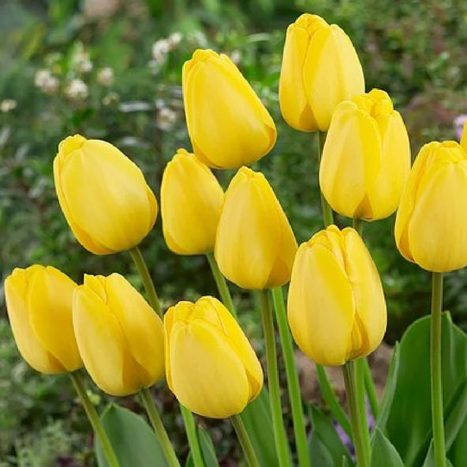 🌷 Classic Tulip Bulbs