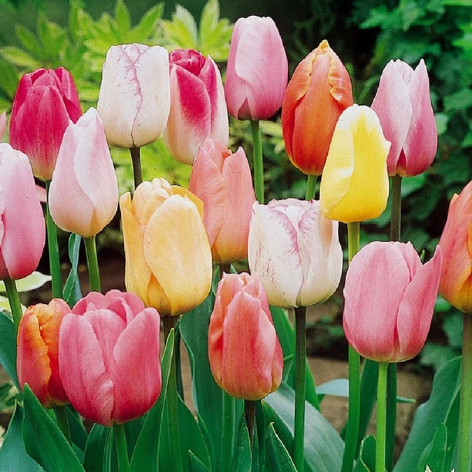 🌷 Classic Tulip Bulbs