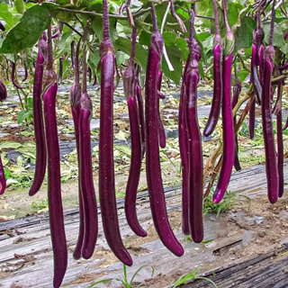 Purple Long Eggplant Seeds – High-Yielding, Tender & Nutrient-Rich
