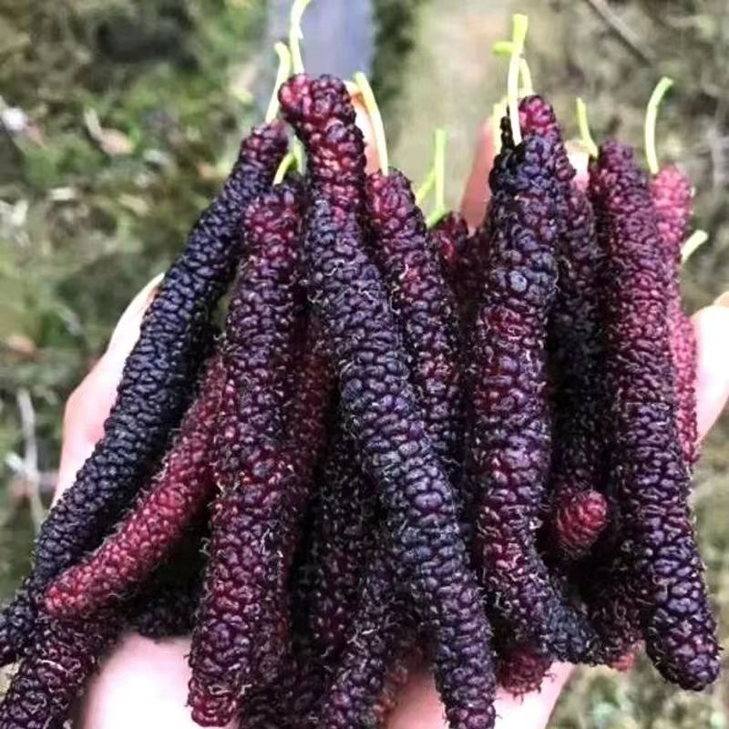 🍇 Long Mulberry Seeds – Sweet, Juicy, and Abundant Harvests!
