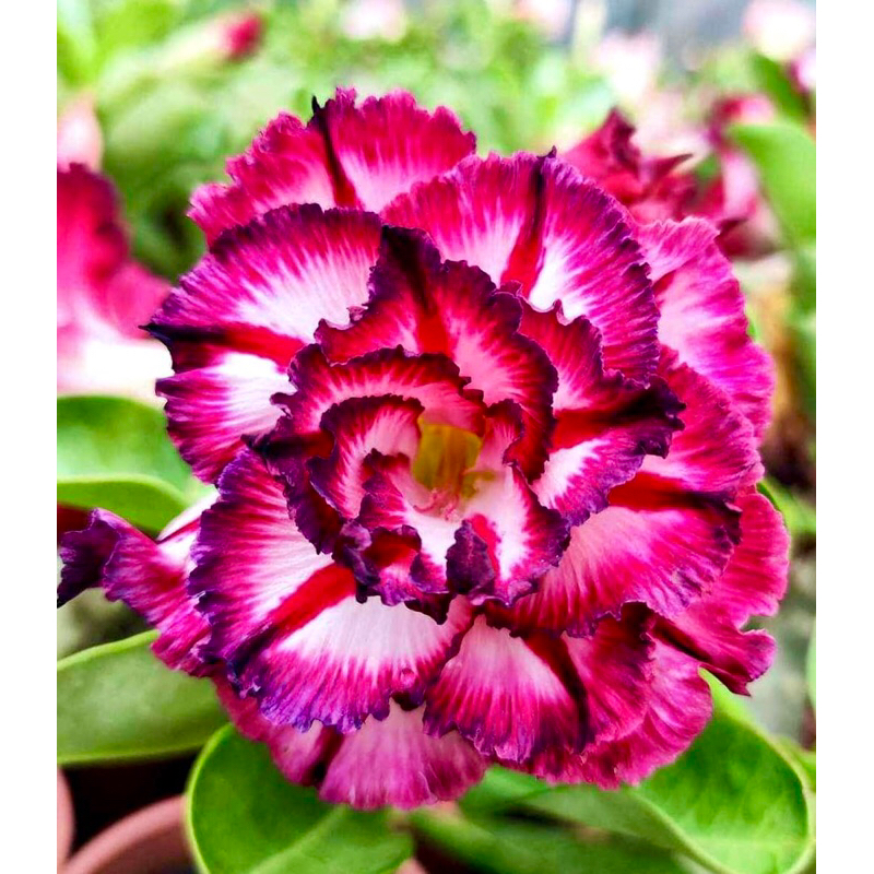 🏜️Desert Rose Seeds: Experience the Beauty of the Desert.