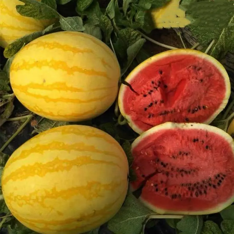 Golden Crisp Watermelon Seeds
