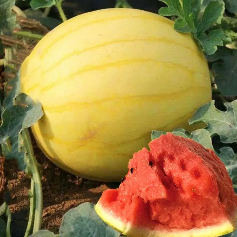 Golden Crisp Watermelon Seeds