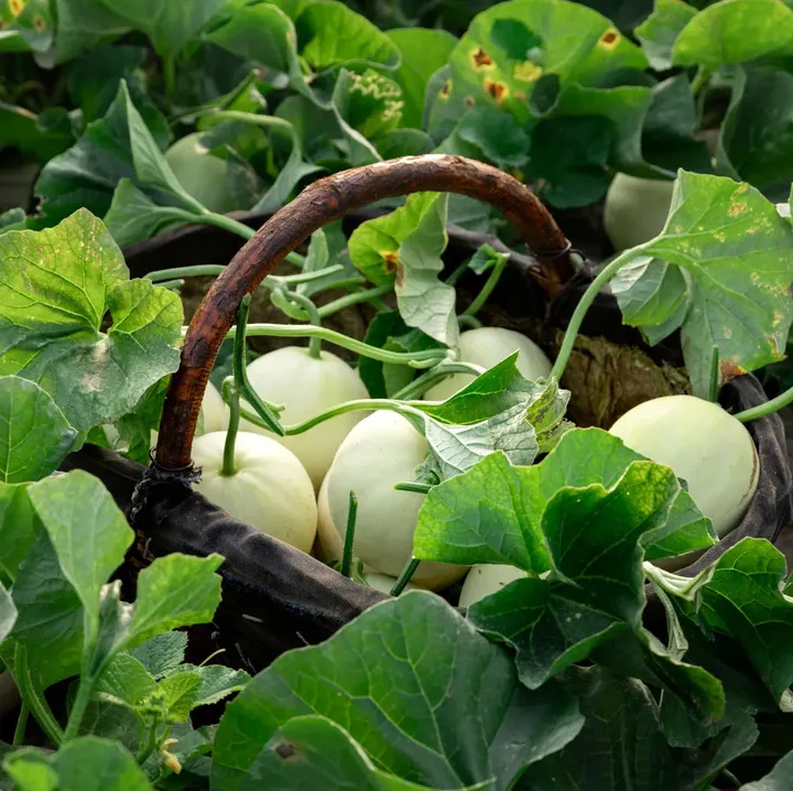 White Honeydew Melons Seeds