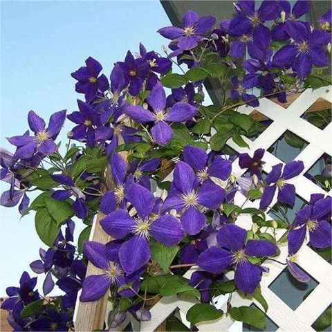 Climbing Clematis Seeds