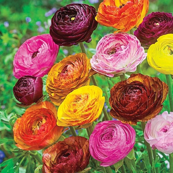 🌸 Perennials Ranunculus  Mixed color Plants  - Home Garden Flower Seeds