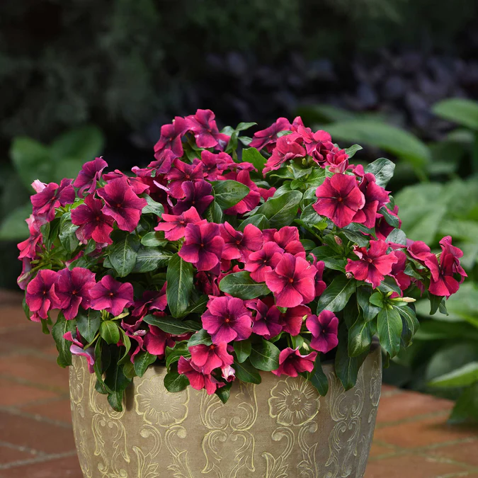 Periwinkle Seeds, Vinca Seeds