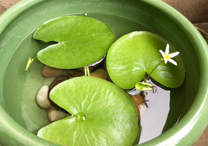 Water Snowflake Flowers Plant Seeds