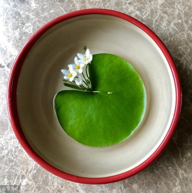 Water Snowflake Flowers Plant Seeds