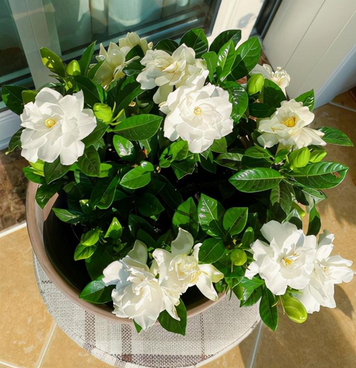Big Leaf Gardenia Seeds