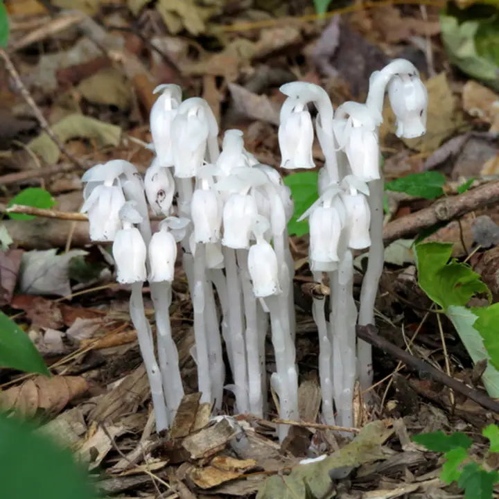 100 pcs Indian Pipe Monotropa Uniflora Seeds-chloriseeds
