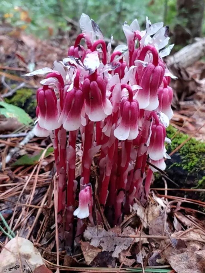 100 pcs Indian Pipe Monotropa Uniflora Seeds-chloriseeds