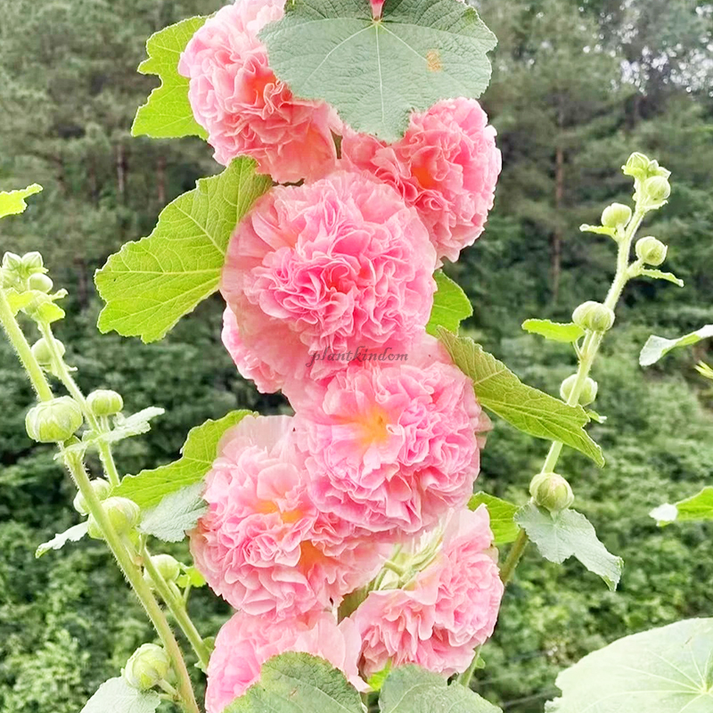 🦄Double mallow flower seeds🌿A lush and leafy multi-flowered plant