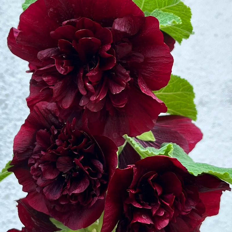 🦄Double mallow flower seeds🌿A lush and leafy multi-flowered plant