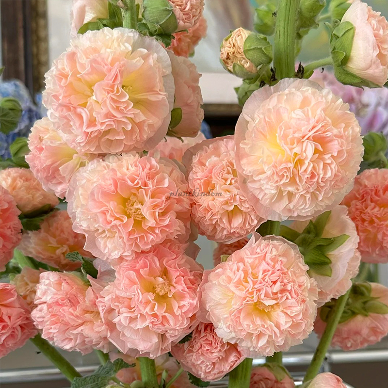 🦄Double mallow flower seeds🌿A lush and leafy multi-flowered plant