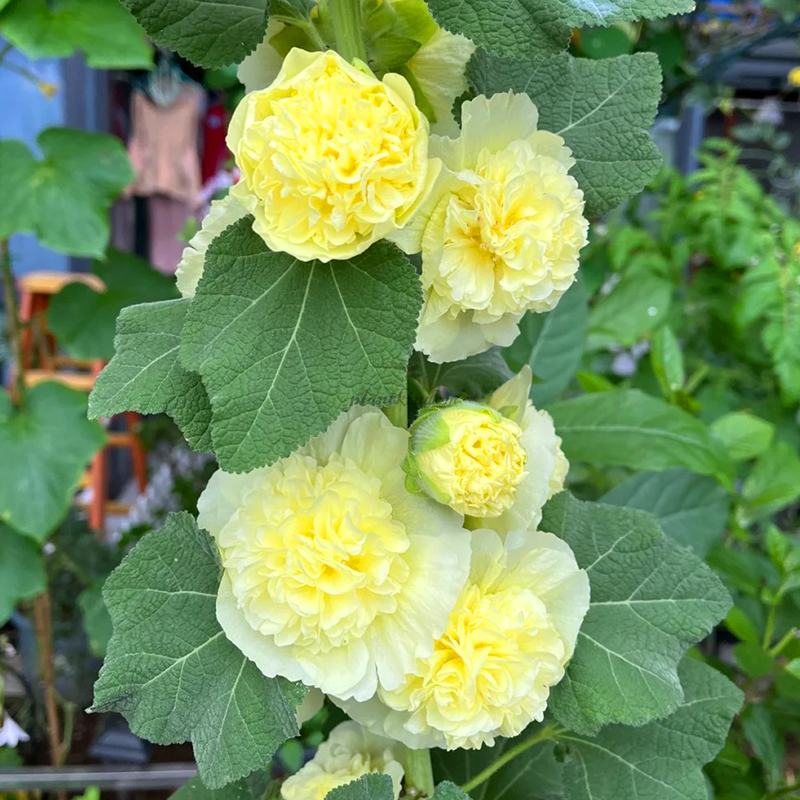 🦄Double mallow flower seeds🌿A lush and leafy multi-flowered plant
