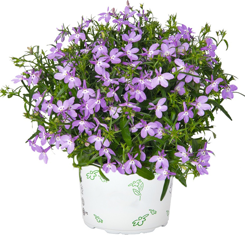 Lobelia Erinus Seeds