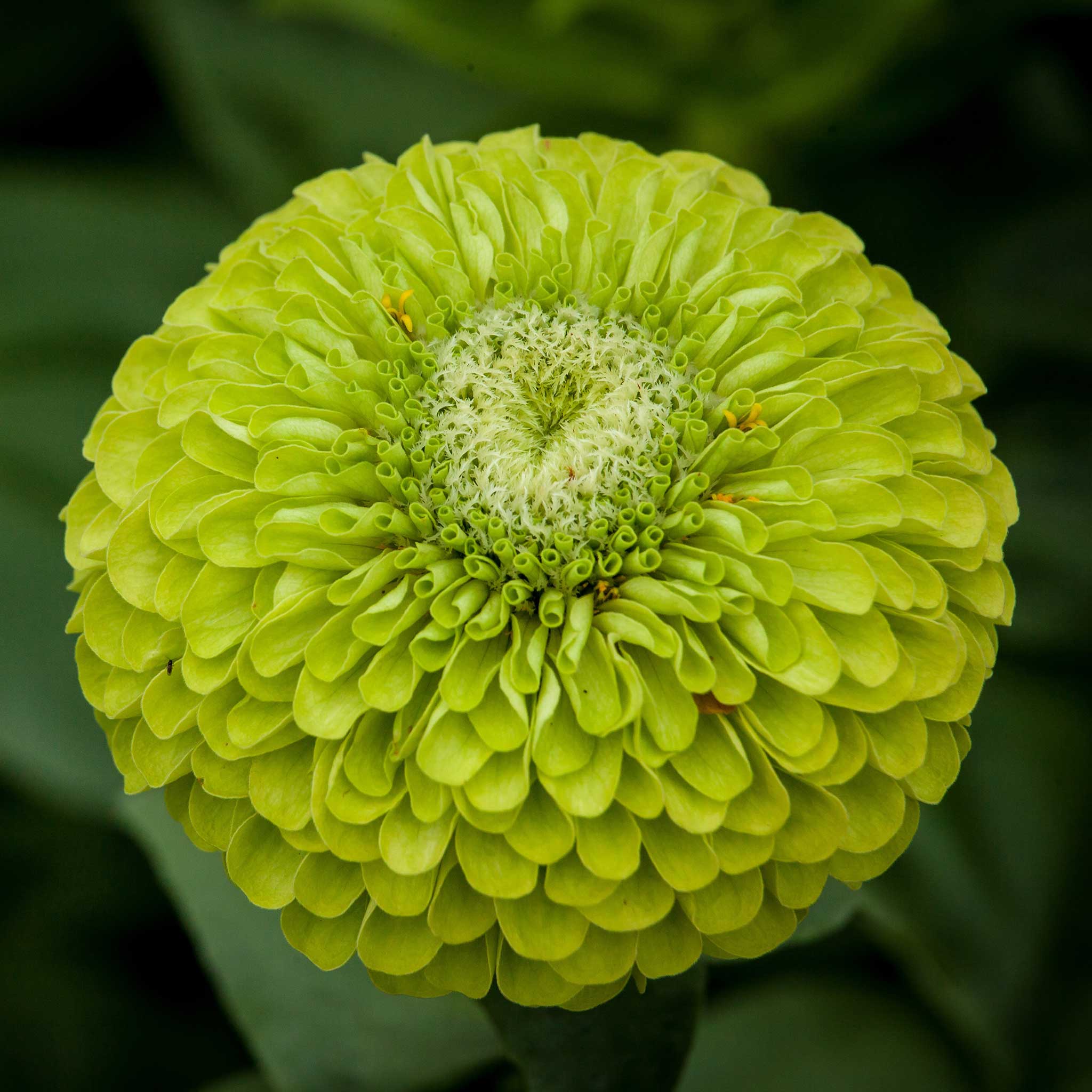 lovely Giant Zinnia mix Seeds