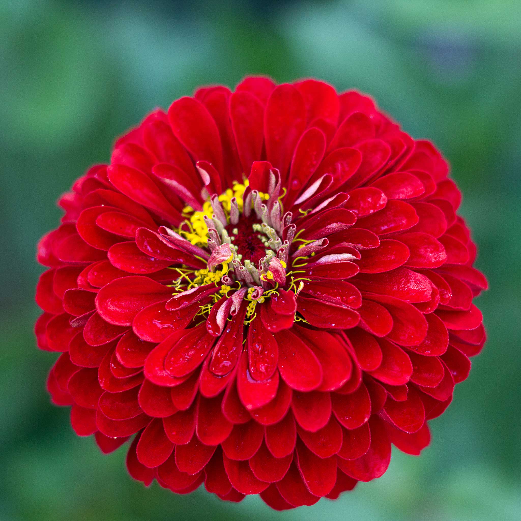 lovely Giant Zinnia mix Seeds