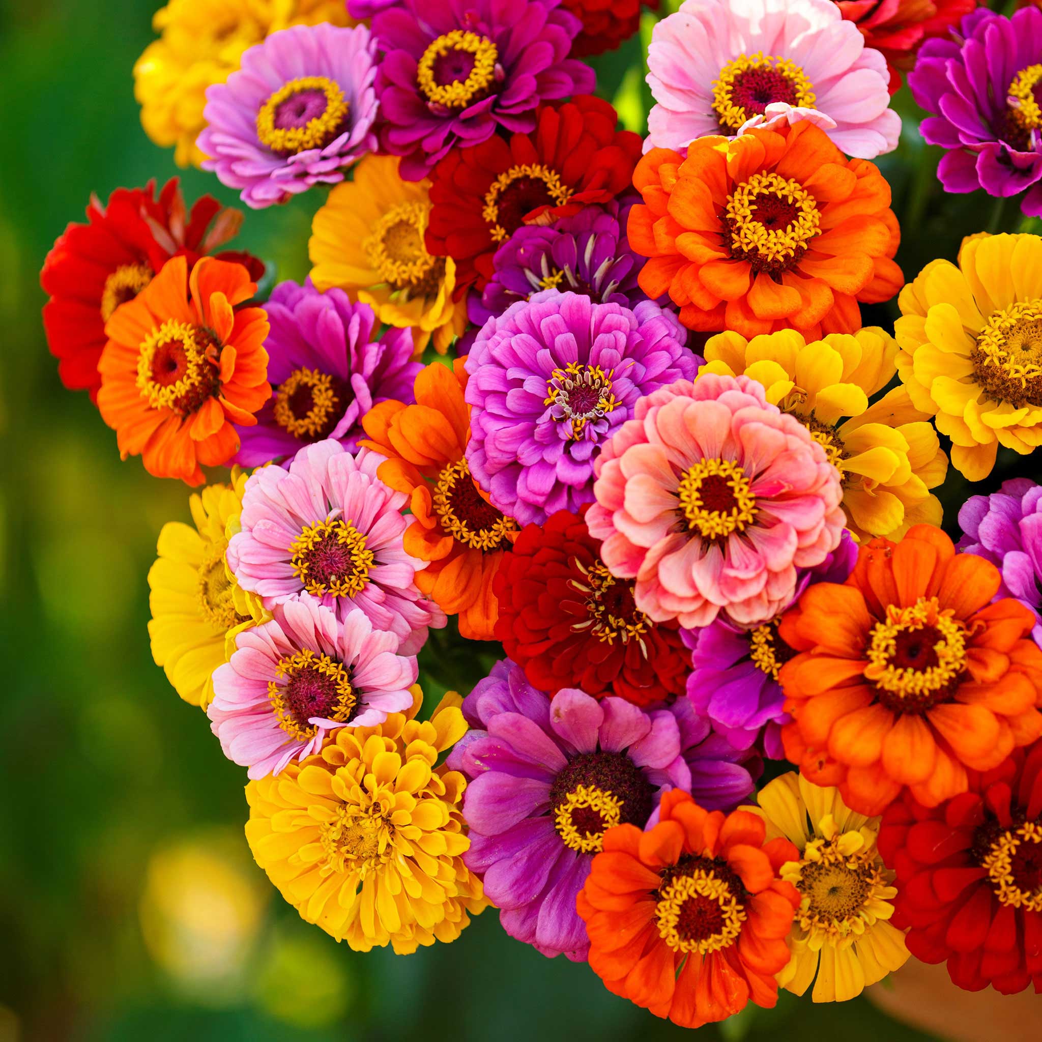 lovely Giant Zinnia mix Seeds