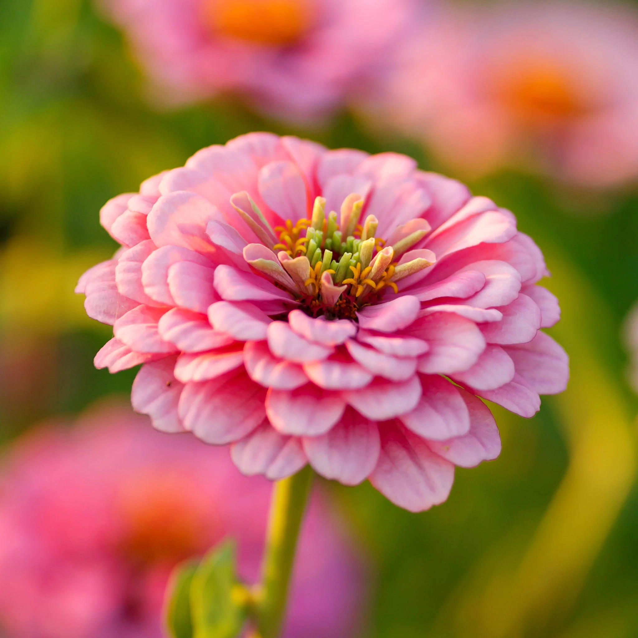 lovely Giant Zinnia mix Seeds