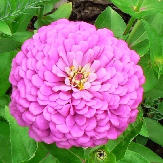 lovely Giant Zinnia mix Seeds