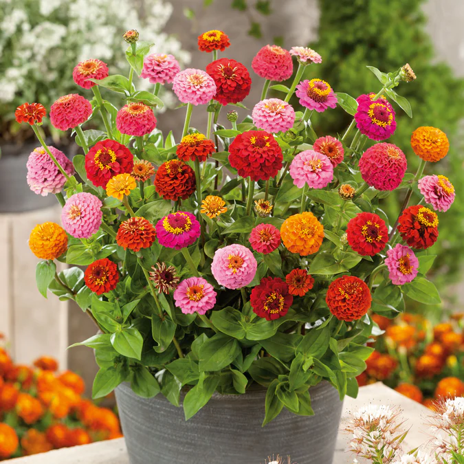 lovely Zinnia mix Seeds