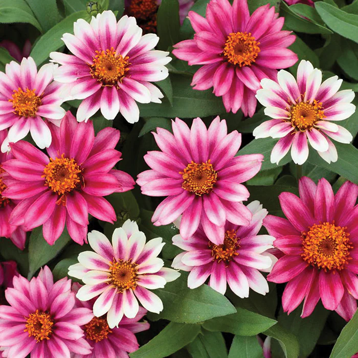 lovely Giant Zinnia mix Seeds