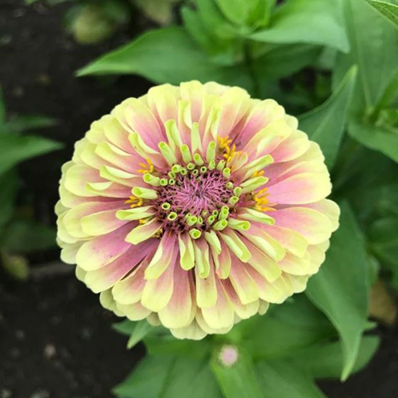 Queen Lime Mix Zinnia Seeds