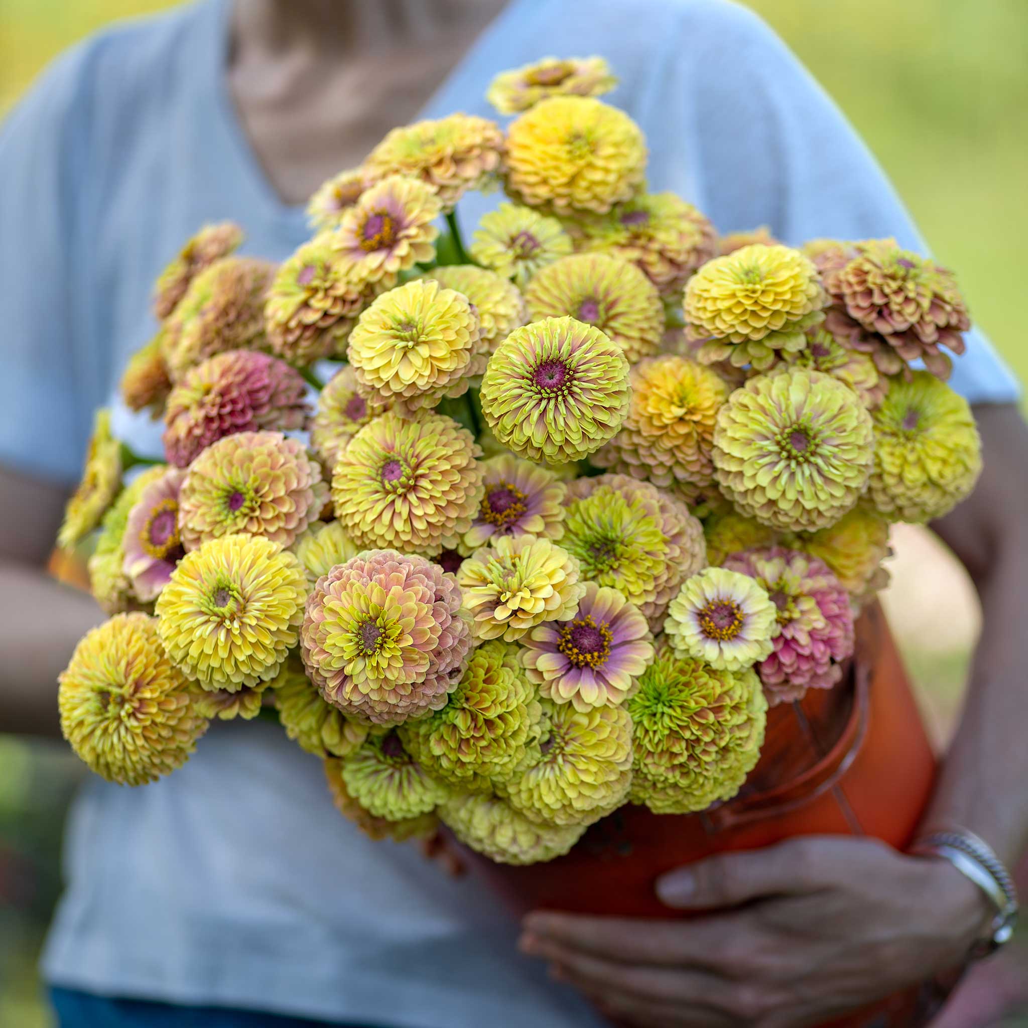 Queen Lime Mix Zinnia Seeds