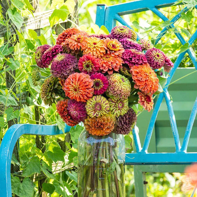 Queen Lime Mix Zinnia Seeds