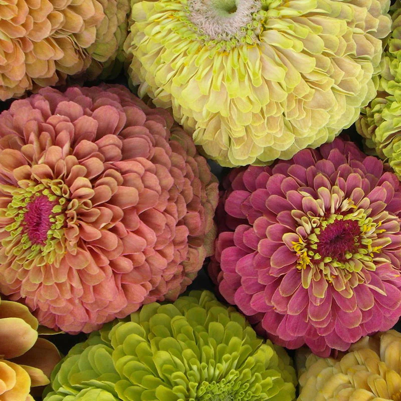 Queen Lime Mix Zinnia Seeds