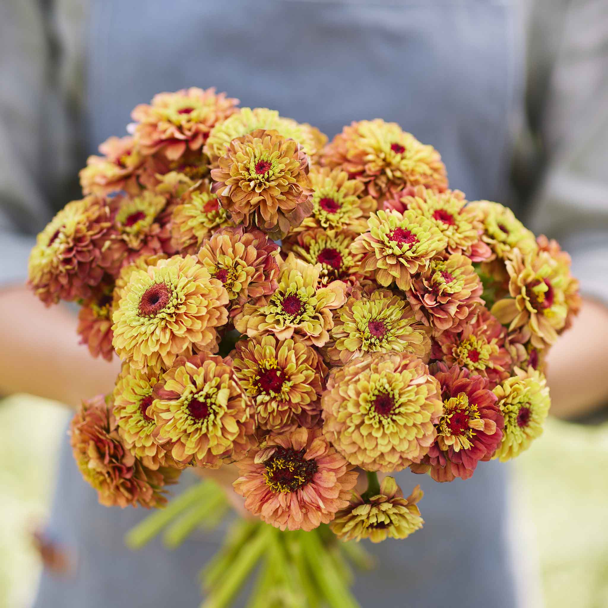 Queen Lime Mix Zinnia Seeds