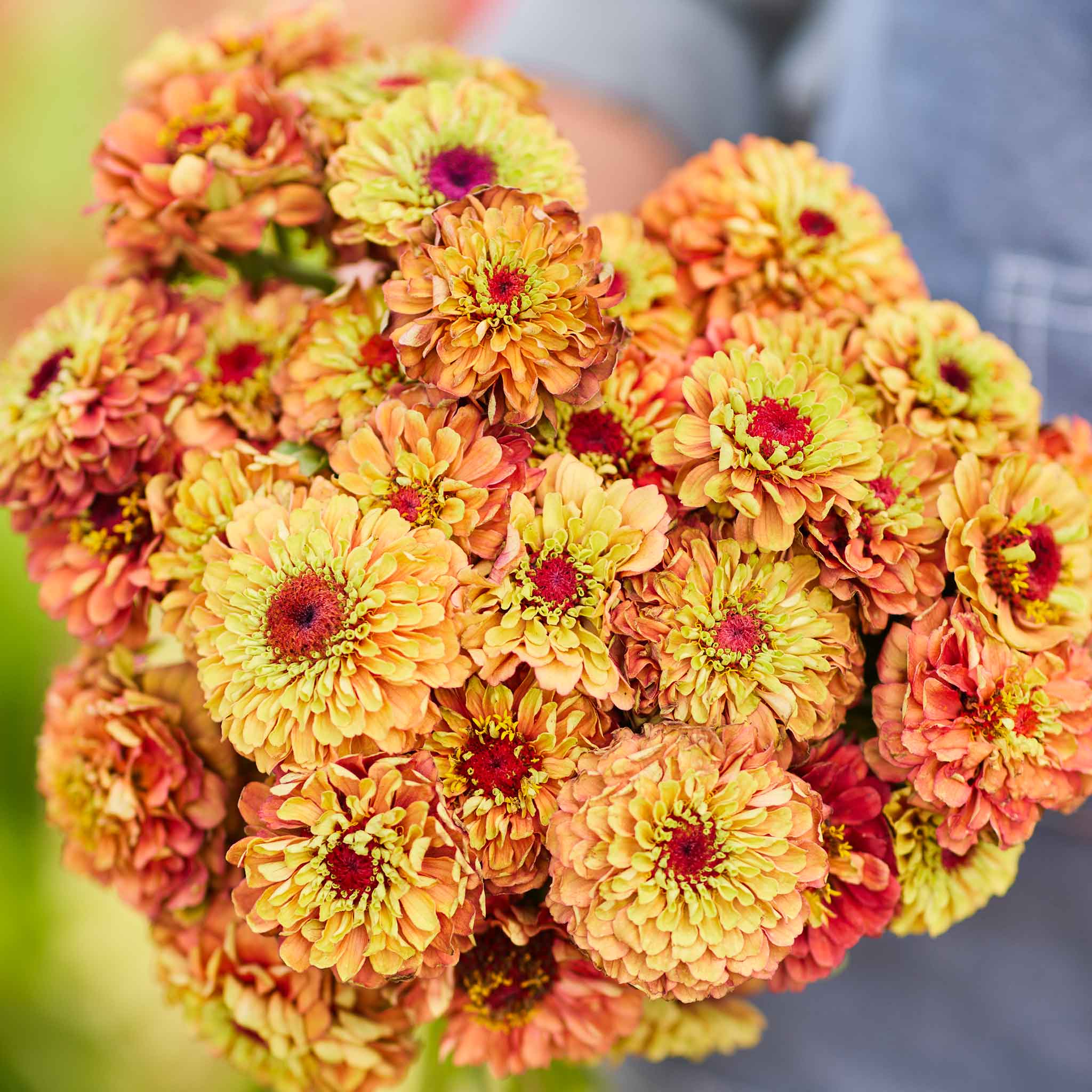 Queen Lime Mix Zinnia Seeds