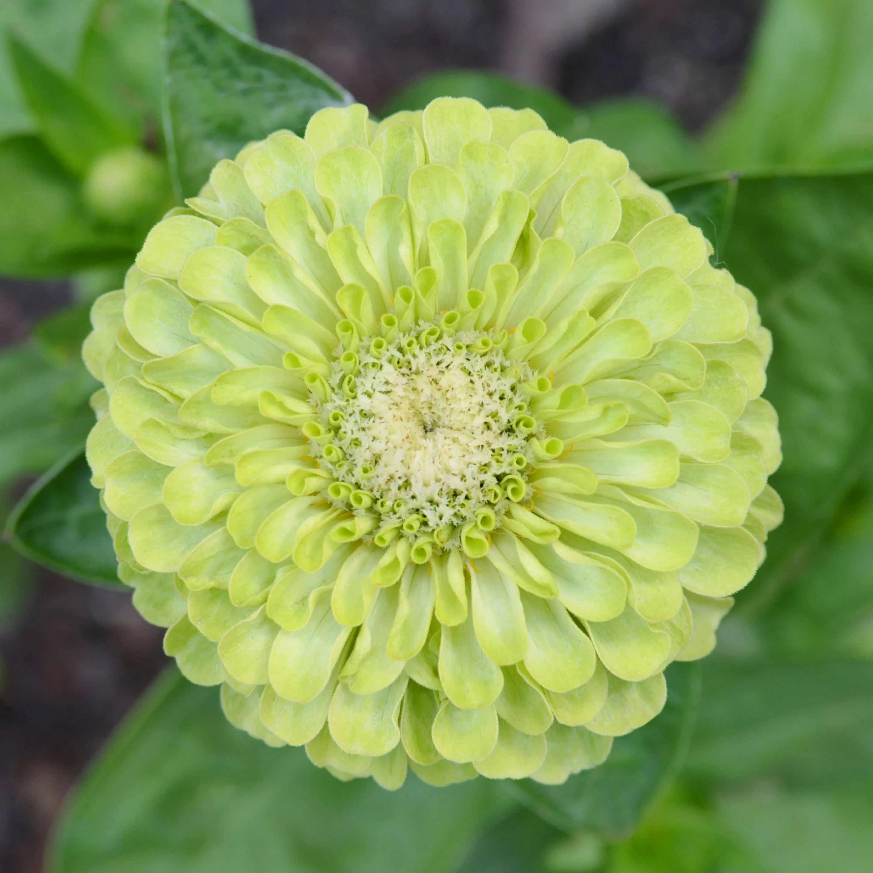 Queen Lime Mix Zinnia Seeds