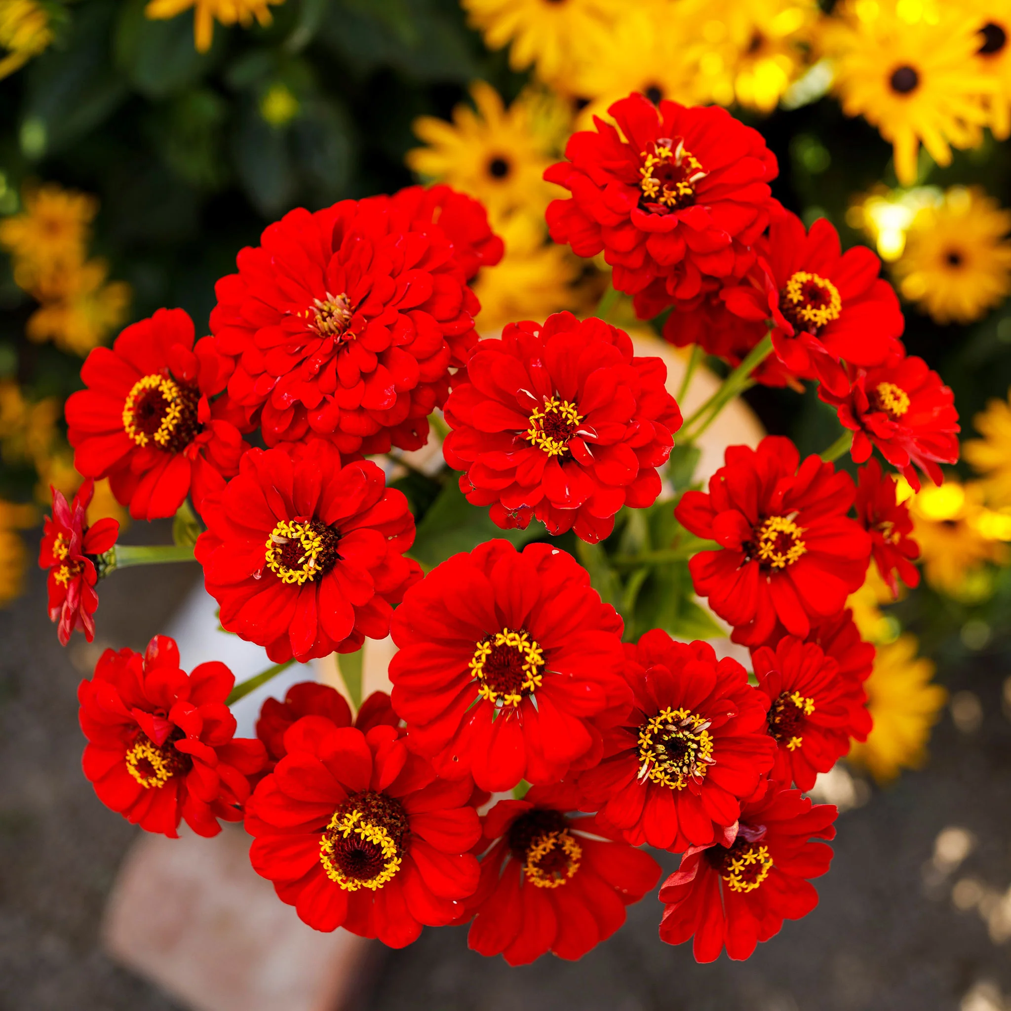 lovely Giant Zinnia mix Seeds