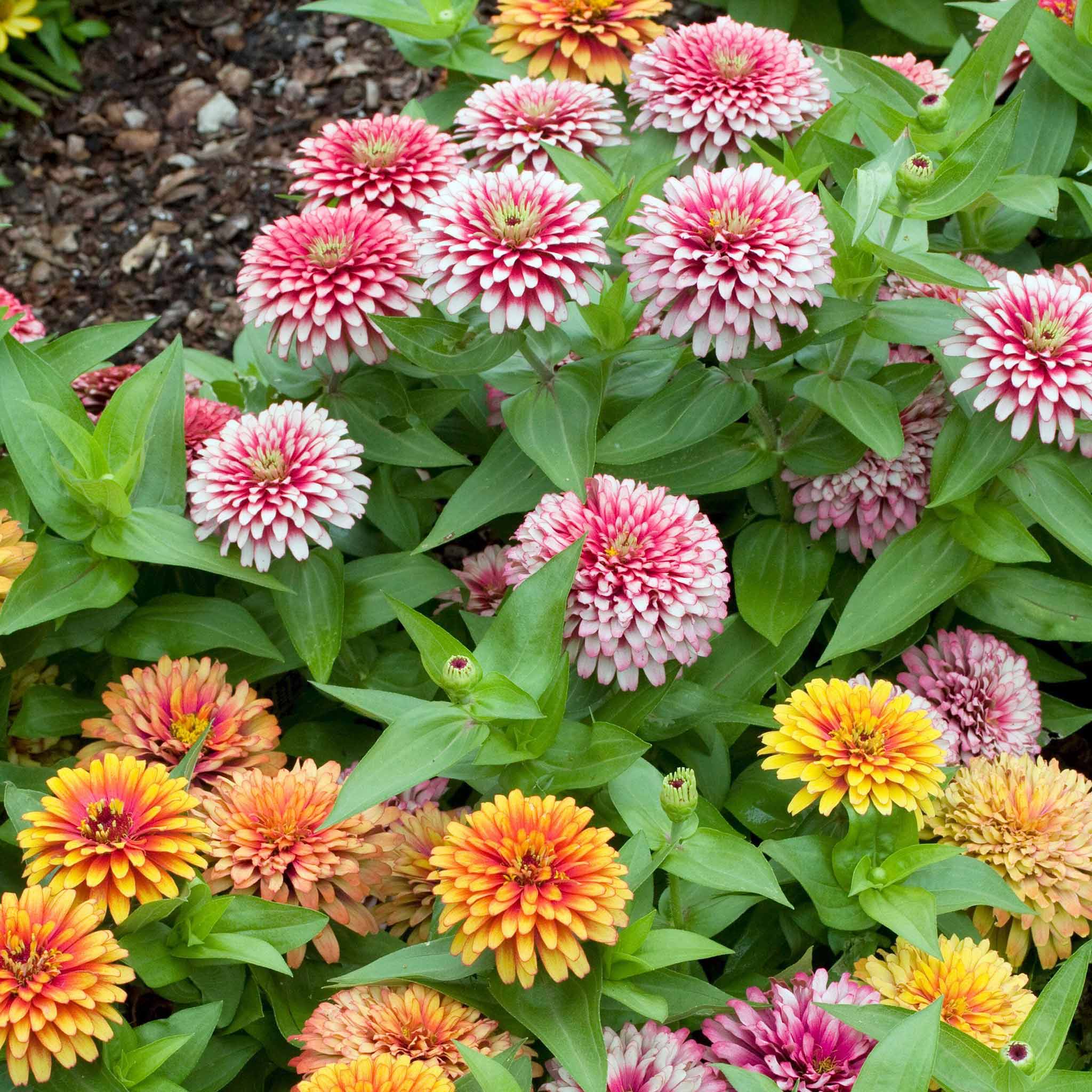 Zinnia Swizzle Mix Color Seeds